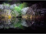 「岩口池の桜」ライトアップ