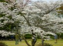「三春の滝桜」３月